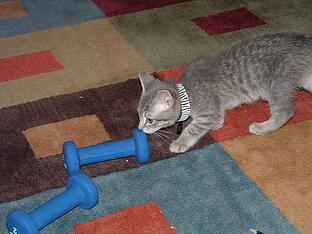 personal fitness equipment